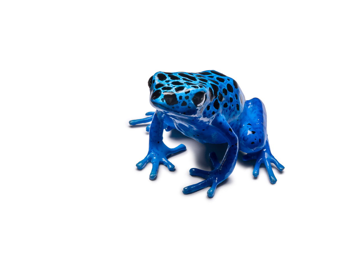 Blauer Baumsteiger2