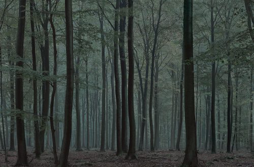 #0252, 2009, aus der Serie Wald.
© Michael Lange Fotografien 2022 - all rights reserved.